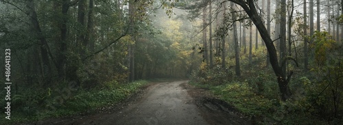 Fotografiet Rural road (pathway) through the evergreen forest in a fog at sunrise