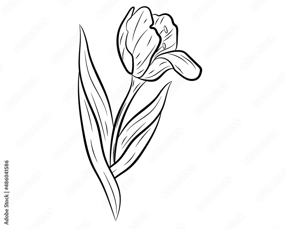 Vector illustration of a realistic tulip. Vector illustration