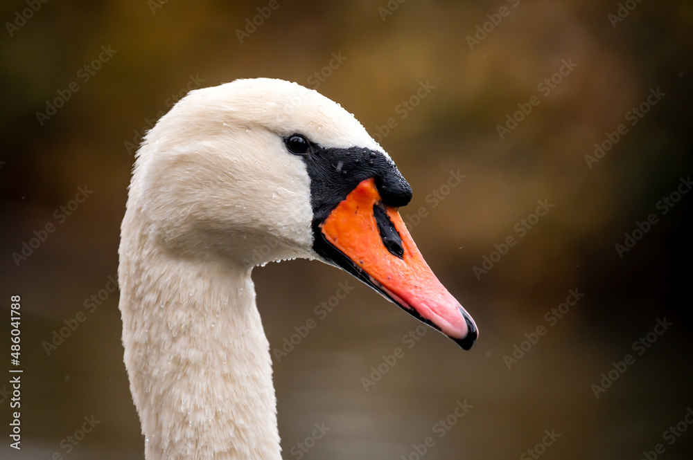 Obraz premium Close up of a white swan. Portrait of mute swan. Cygnus olor.