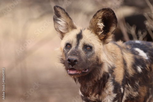 Impressive Portrait of African Wild Dog in Namibia photo