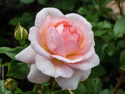 Beautiful pink-cream-apricot rose  Schloss Eutin  with double  cupped blooms in clusters with many petals that they resemble camellia s flowers