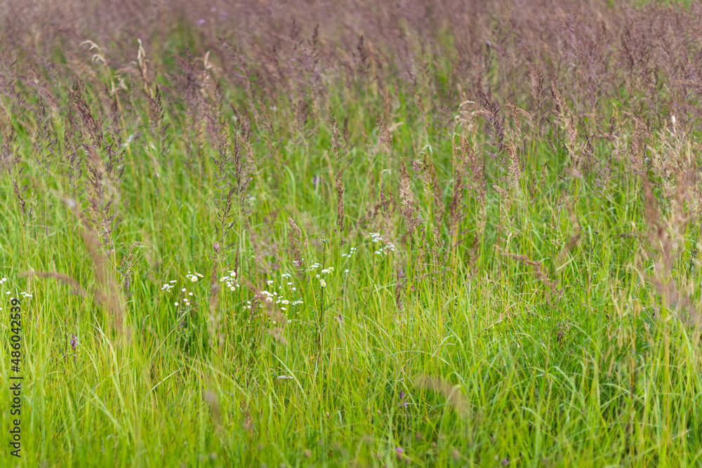 Green grass growing at the field Green grass growing at the field