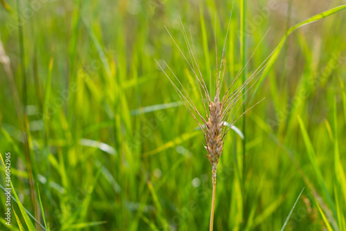 Golden wheat in the green grass