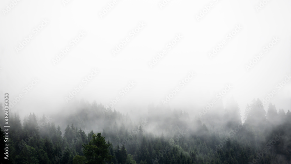 Amazing mystical rising fog forest trees firs landscape in black forest ( Schwarzwald ) Germany panorama banner view - dark mood Amazing mystical rising fog forest trees firs landscape in black forest ( Schwarzwald ) Germany panorama banner view - dark mood