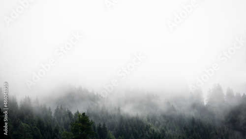 Amazing mystical rising fog forest trees firs landscape in black forest ( Schwarzwald ) Germany panorama banner view - dark mood