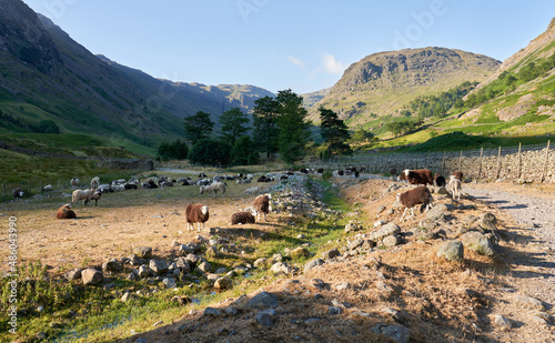 A flock of Herdwick and Swaledale sheep, hill farming, at Grains Gill with the summit of Seathwaite fell in the distance in the English Lake District, UK. photo