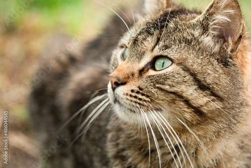 Macro view of face of brown striped cat curiously and attentively looking aside outdoors