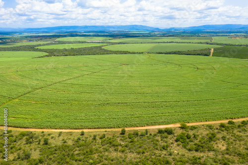 Drone photography  Sugar Cane farm. Sugar cane fields.  eSwatini Africa.