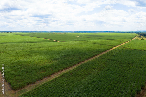 Drone photography, Sugar Cane farm. Sugar cane fields. eSwatini Africa.
