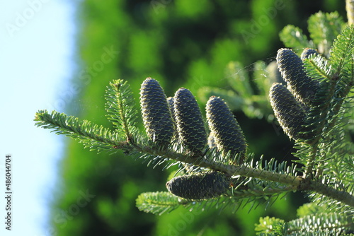 A branch with silver fir cones, abies alba (ID: 486044704)