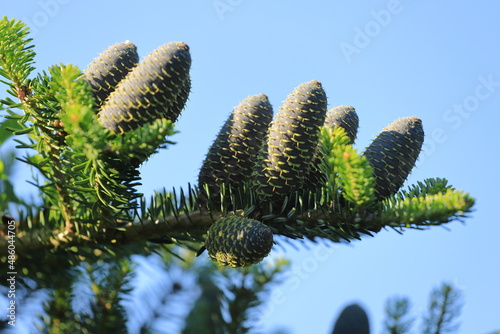 A branch with silver fir cones, abies alba