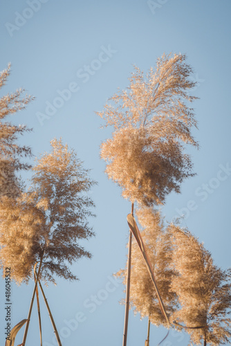Branches of dry reed pampas grass against the blue sky at sunset.