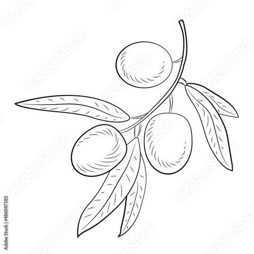 An olive branch with three delicious olives highlighted on a white background. 
Black and white drawing, vector image. Coloring book for kids.
