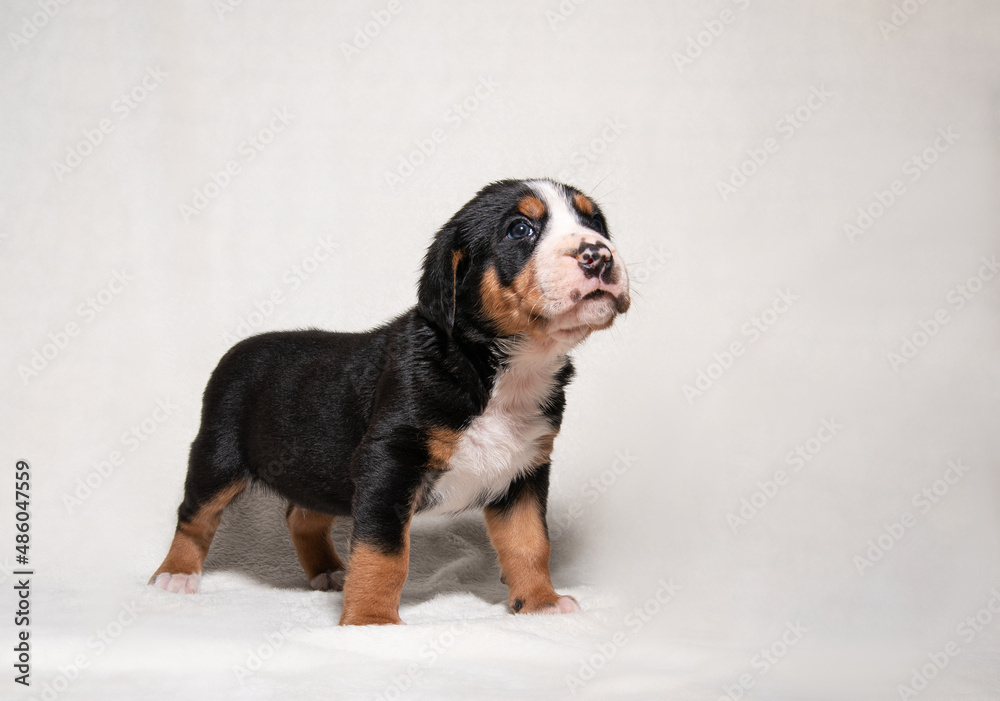 a puppy of a large Swiss mountain dog on a white background