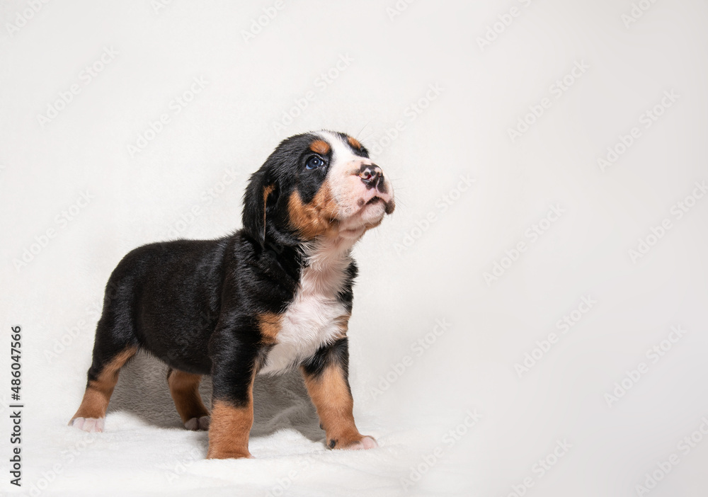 a puppy of a large Swiss mountain dog