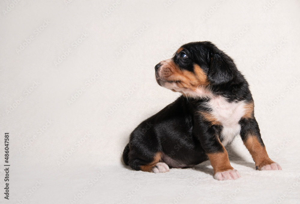 a puppy of a large Swiss mountain dog on a white background a puppy of a large Swiss mountain dog on a white background