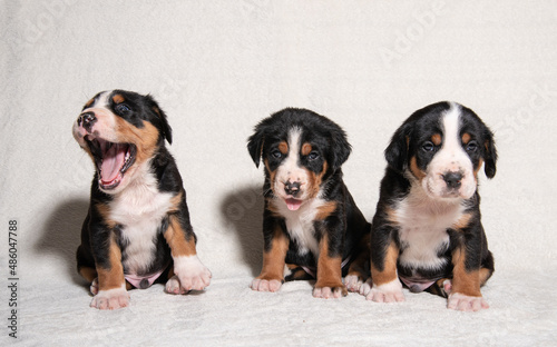 puppies of a large Swiss mountain dog on a white background