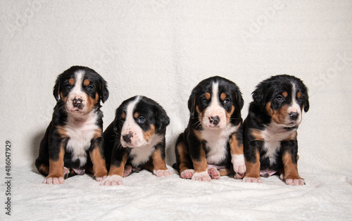 puppies of a large Swiss mountain dog on a white background © наталья лымаренко