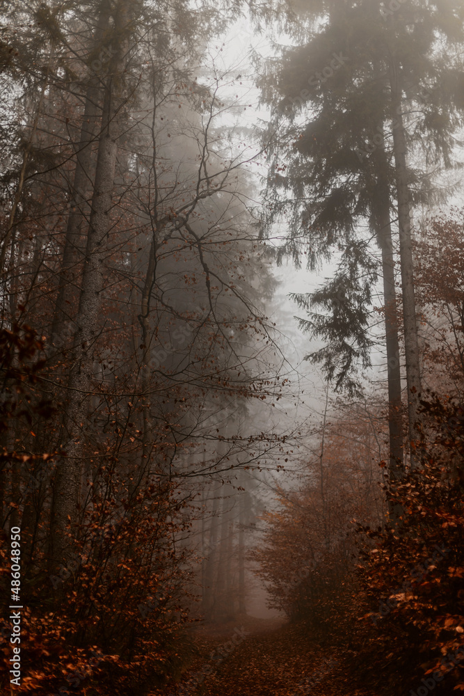 Morning in the forest. Autumn landscape in the foggy mountains. Walking in the forest Morning in the forest. Autumn landscape in the foggy mountains. Walking in the forest