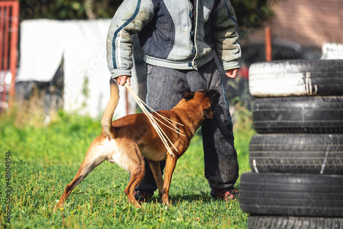 Bilde på lerret belgian shepherd malinois mondioring dog training k9