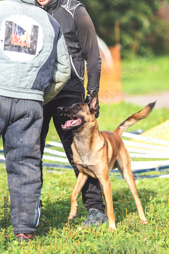 belgian shepherd malinois mondioring dog training k9