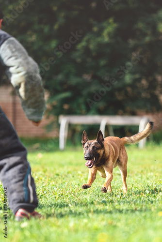 belgian shepherd malinois mondioring dog training k9 © Alexandra