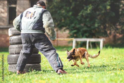 belgian shepherd malinois mondioring dog training k9