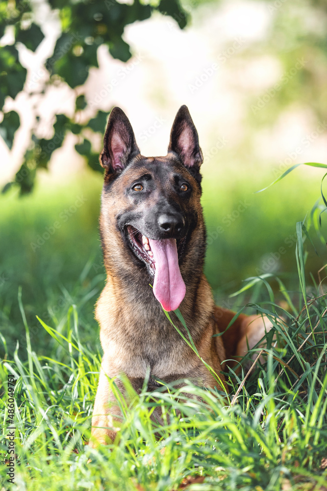 belgian shepherd malinois mondioring dog training k9 belgian shepherd malinois mondioring dog training k9