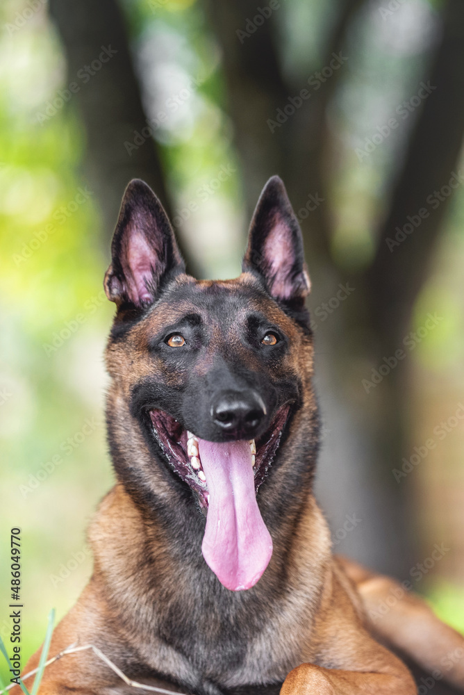 belgian shepherd malinois mondioring dog training k9 belgian shepherd malinois mondioring dog training k9