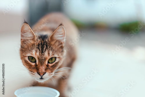 Close up of street cat kitten eating pet food outdoors in park. Care of homeless animals.