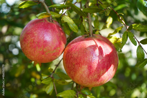 Red ripe pomegranate fruits grow on pomegranate tree in garden.                               