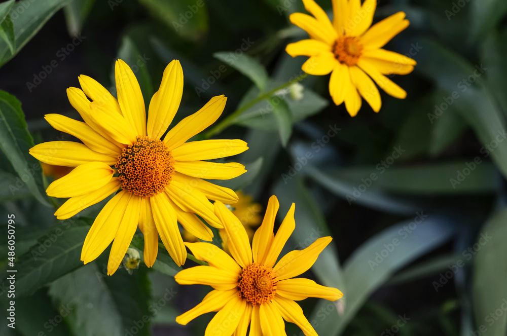 Fototapeta premium Yellow flowers on a blurred green background. Flower background