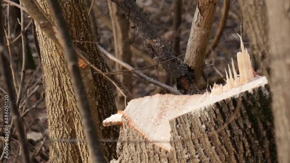 A tree falling in the forest while previously being cut with a chainsaw ...