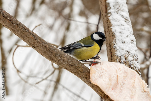 Great tit. bird perching on a piece of lard on a tree. Feeding birds in winter.