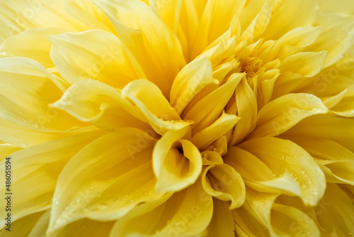 Yellow dahlia flower close up in summer garden.