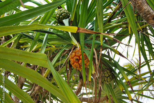 Palm Grove, Zanzibar, Tanzania. Landscapes of Zanzibar. Ocean coast
