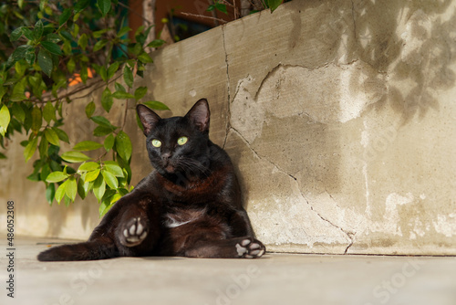 Fototapeta Naklejka Na Ścianę i Meble -  big black cat sitting with legs raised
