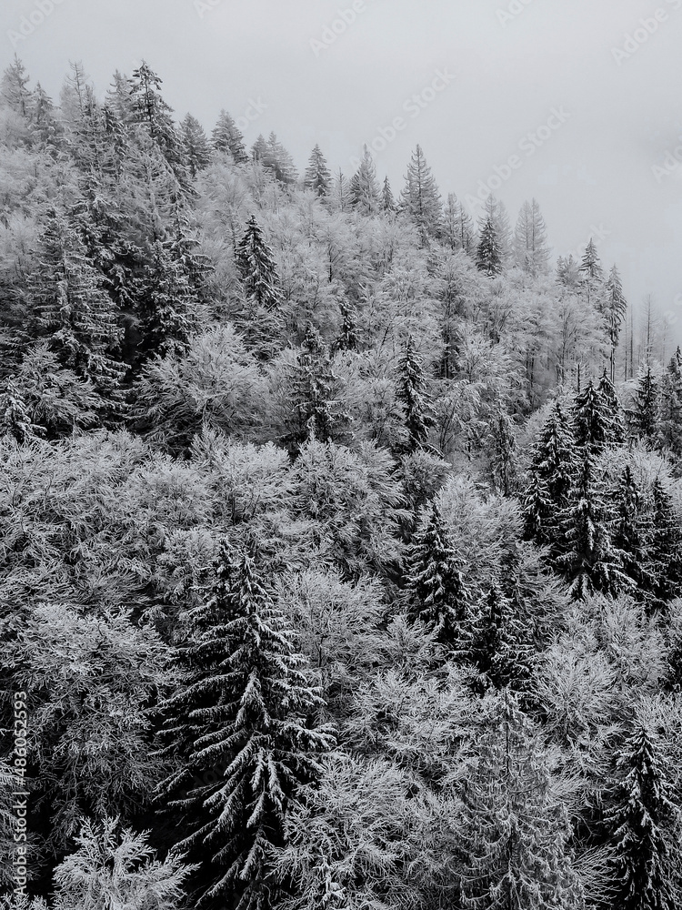 Obraz premium Fog in the forest. Snow covered fir trees. Frosty forest in mountains. Aerial view above Carpathian mountains. Trees in snow