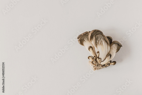 Fototapeta Naklejka Na Ścianę i Meble -  Raw Pleurotus or oyster mushrooms, isolated on white background. Healthy ingredient, rich in protein and minerals. Super food for vegan or vegetarian diet. Copy space