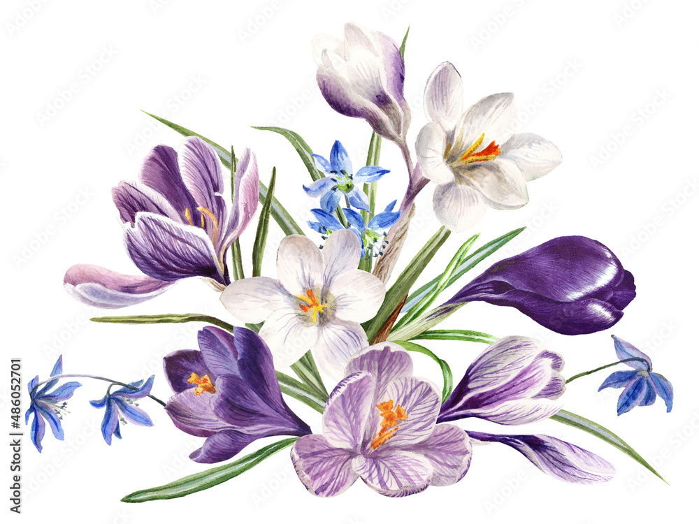 Watercolor spring flowers: violet, blue and white crocuses, botanical illustration