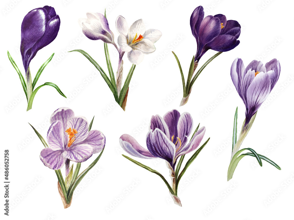 Watercolor spring flowers: violet, blue and white crocuses, botanical illustration Watercolor spring flowers: violet, blue and white crocuses, botanical illustration