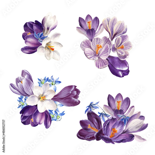 Watercolor spring flowers: violet, blue and white crocuses, botanical illustration
