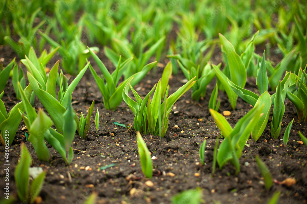 Sprouts in ground. Green plants in flower bed. Garden details. Land for flowers. Sprouts in ground. Green plants in flower bed. Garden details. Land for flowers.
