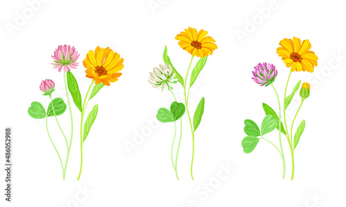 Calendula Plant with Orange Flower Head and Clover on Stem as Meadow Herb Vector Set
