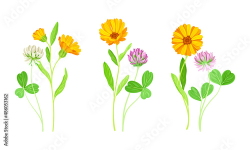 Calendula Plant with Orange Flower Head and Clover on Stem as Meadow Herb Vector Set