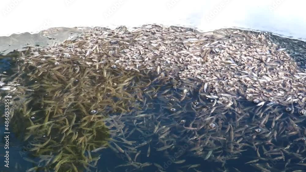 Fish Lacking Shoal freshwater fish sunbleak swim up to the surface of the water and ...