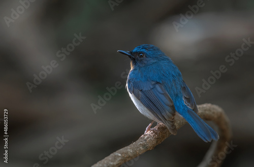 beautiful blue bird in nature Indochinese Blue Flycatcher. © sakda