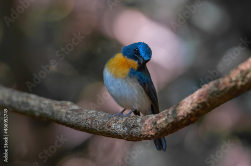 beautiful blue bird in nature Indochinese Blue Flycatcher.