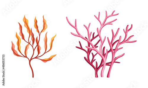 Coral as Marine Invertebrate from Ocean Bottom Vector Set