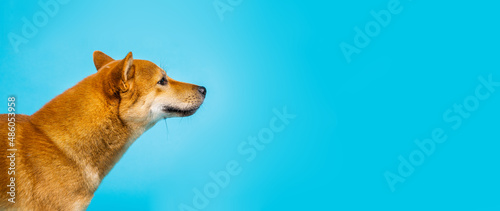 Dog Shiba Inu looking side profile view. Long vertical blue background banner. Copy space.  Happy pet animals theme